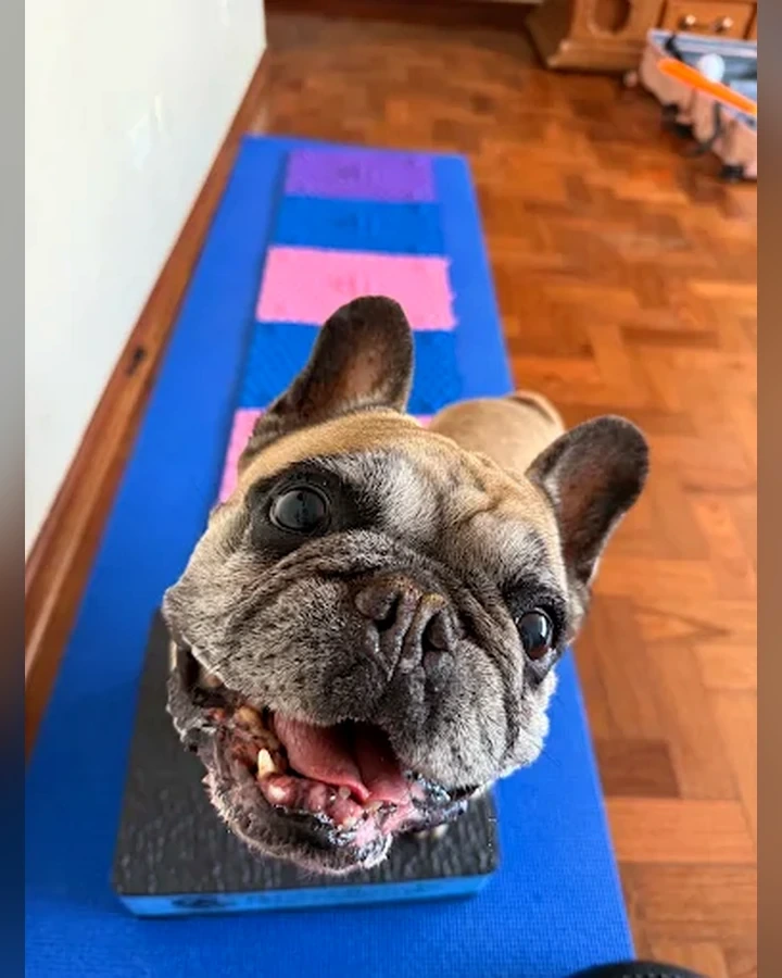Cão em exercício sobre superfície terapêutica