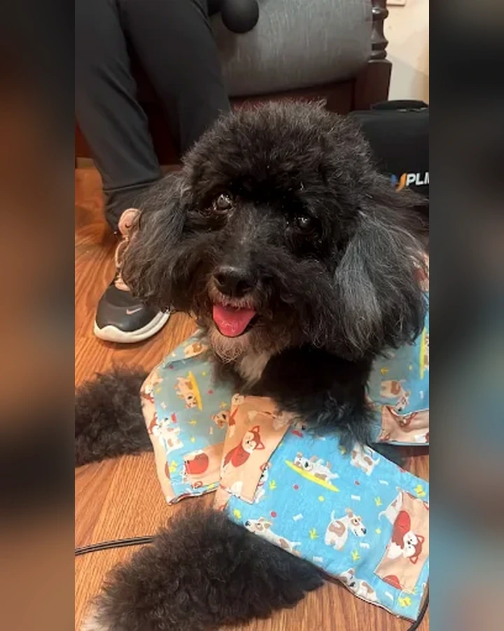 Cão de pequeno porte após atendimento veterinário