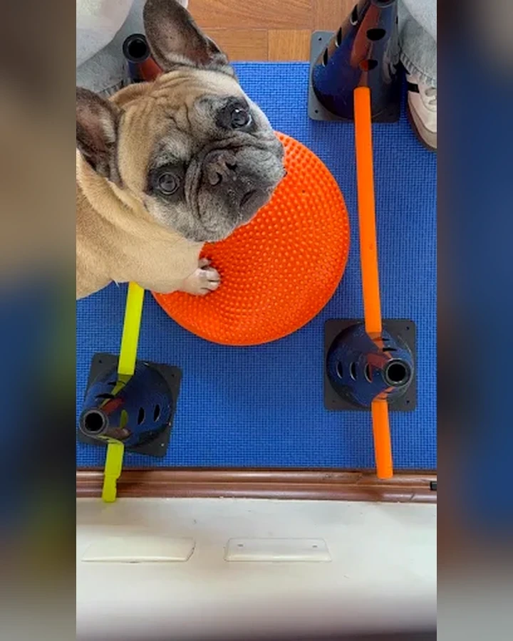 Cão em exercício de equilíbrio