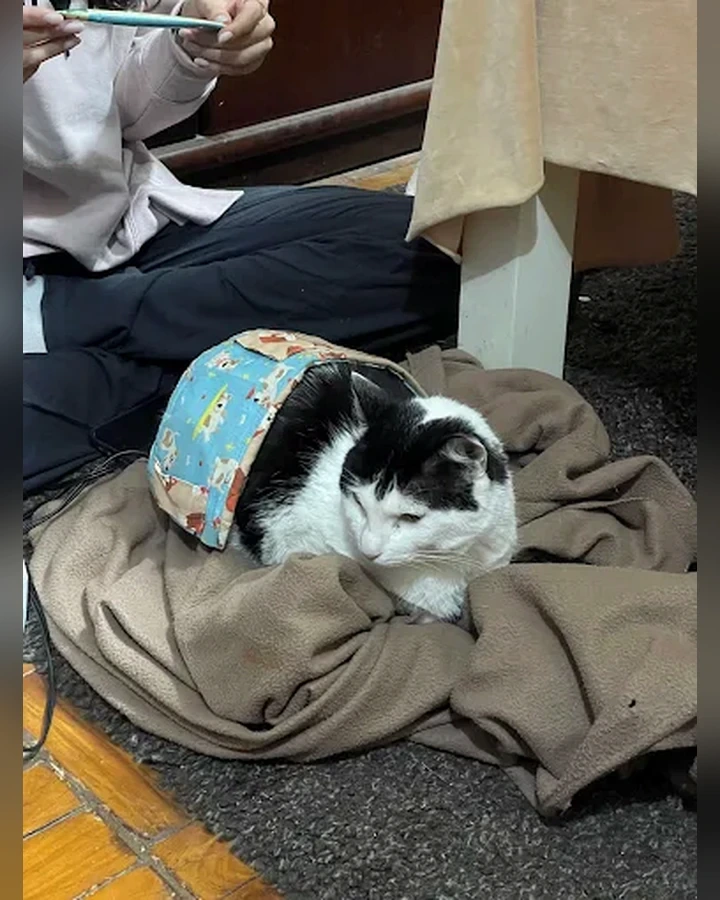 Gato durante atendimento domiciliar