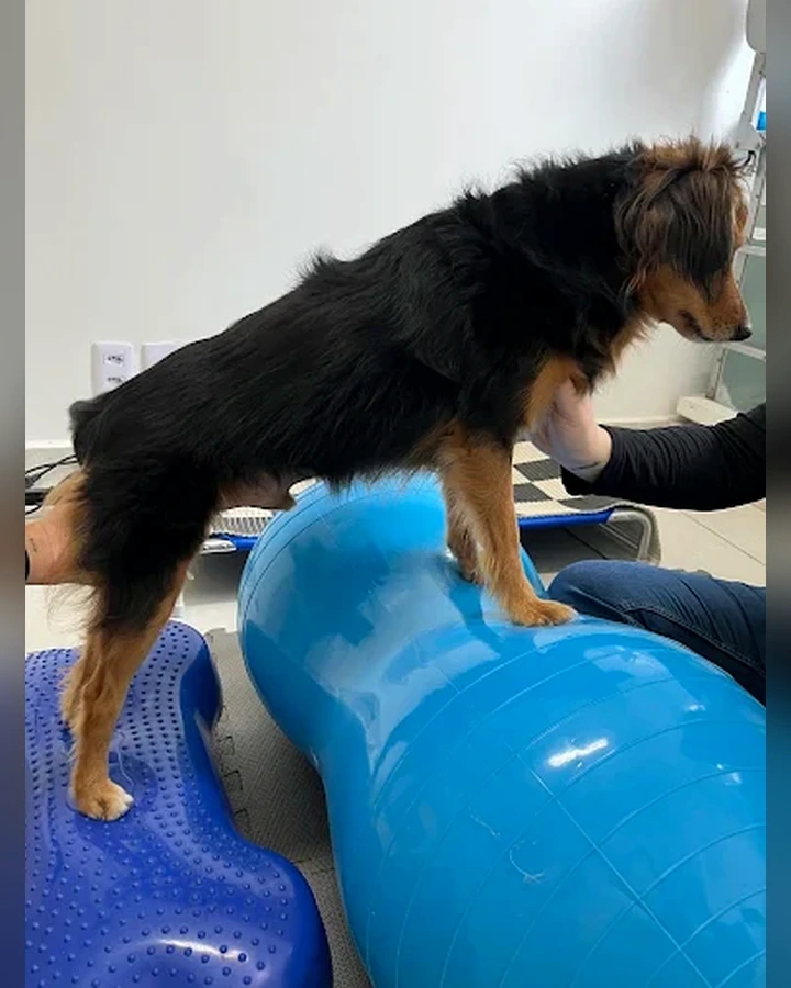 Cão em exercício sobre bola terapêutica