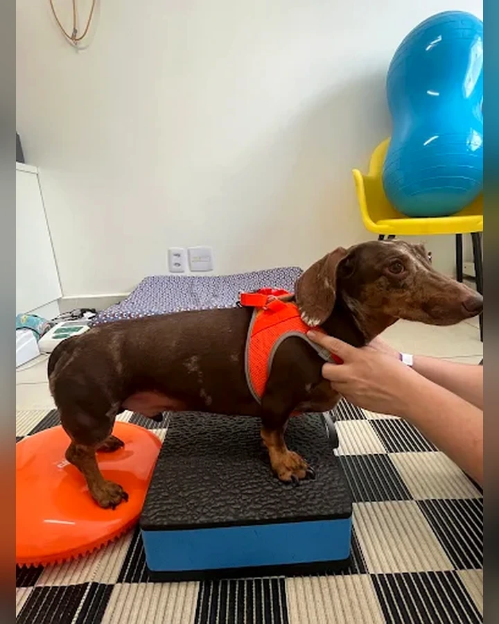 Cão em exercício de apoio e equilíbrio