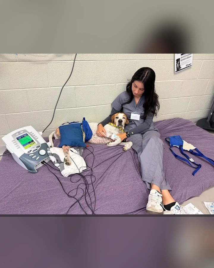Atendimento veterinário domiciliar com recursos terapêuticos