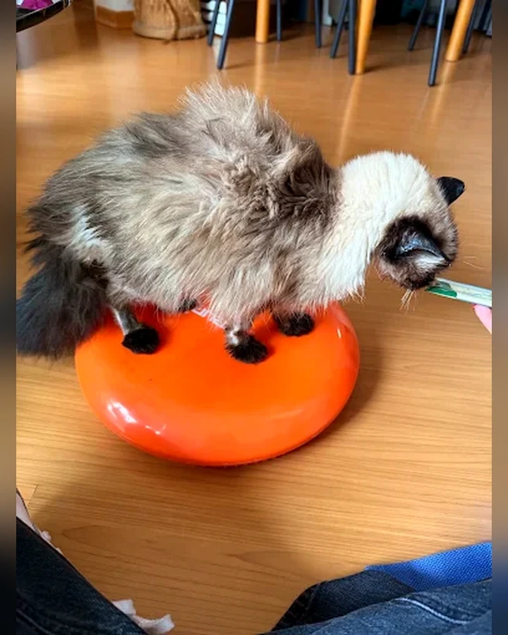 Gato em exercício de equilíbrio