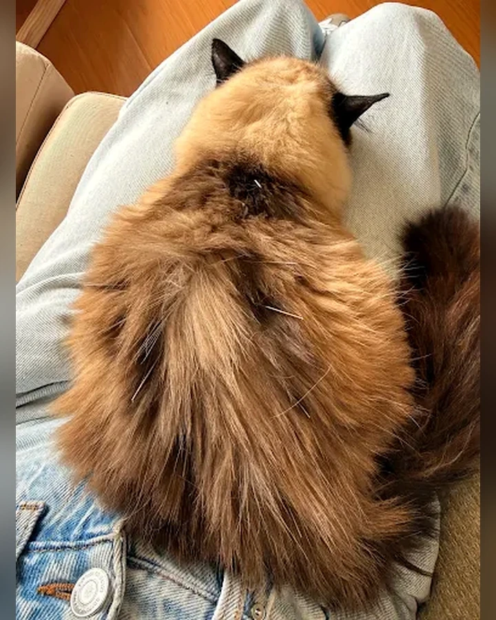 Gato durante acompanhamento veterinário
