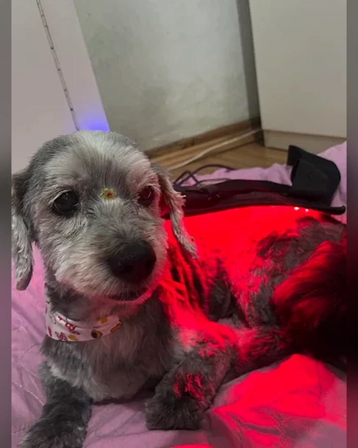 Cão durante fotobiomodulação