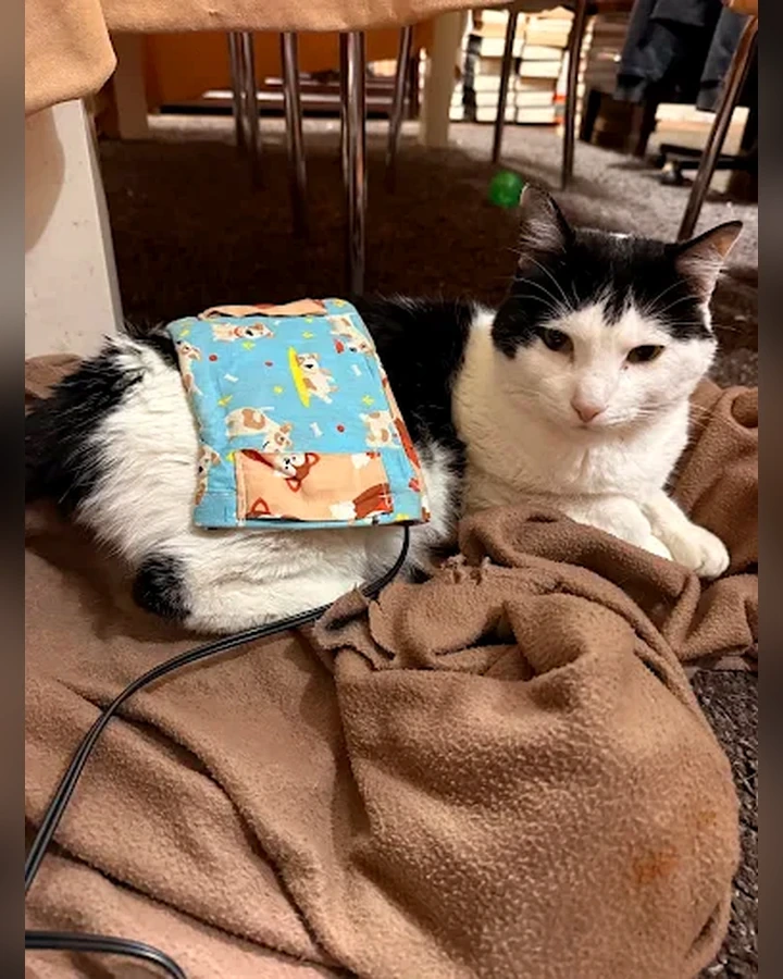 Gato durante atendimento domiciliar
