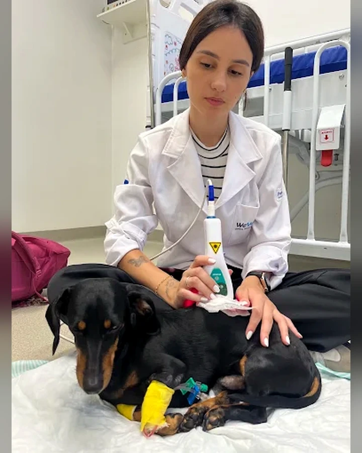 Cão durante atendimento veterinário