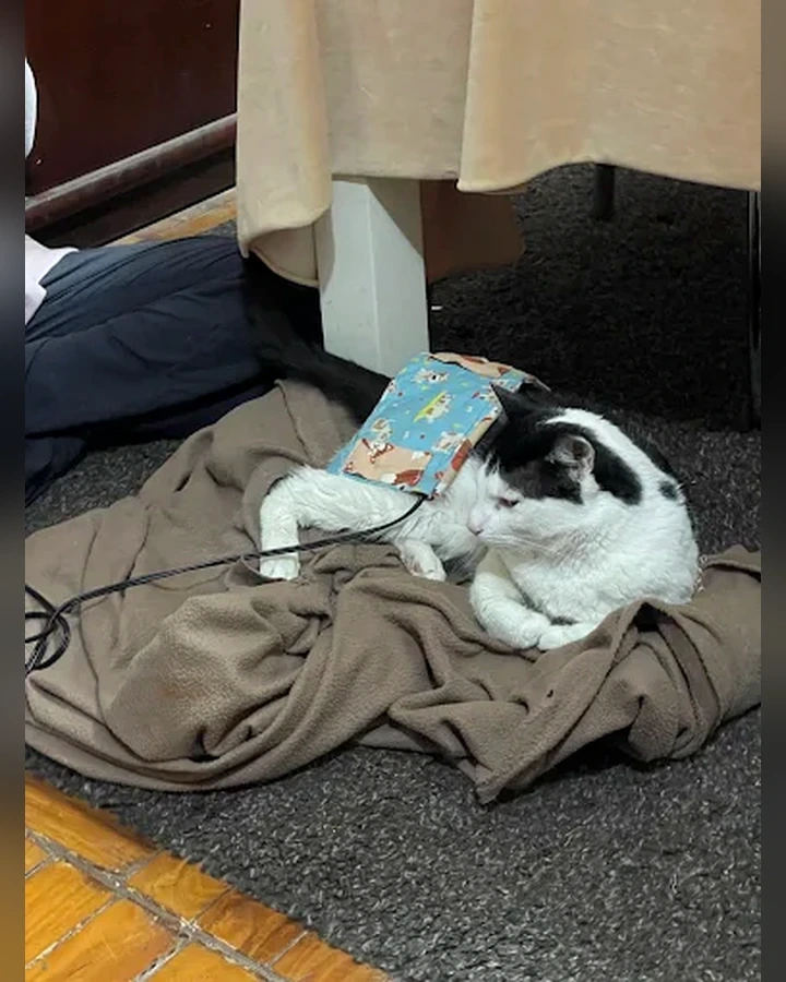Gato durante acompanhamento domiciliar