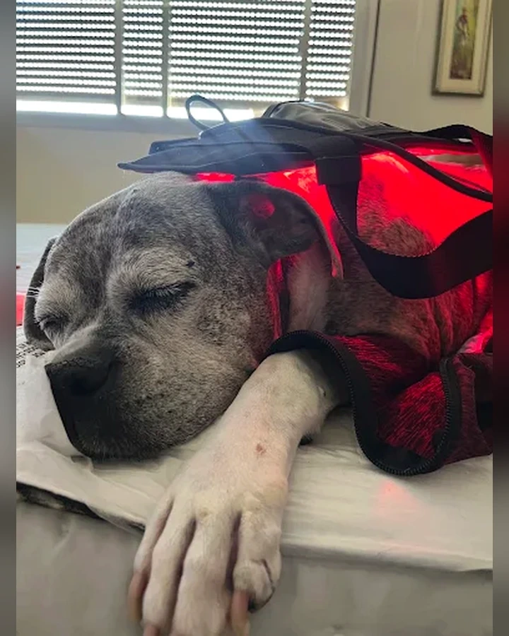 Cão durante fotobiomodulação