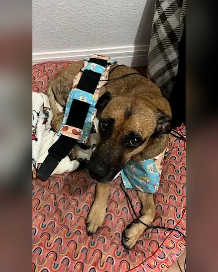 Cão com recurso terapêutico durante atendimento