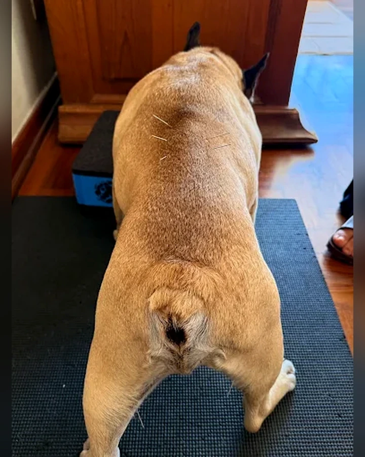 Cão em exercício de mobilidade