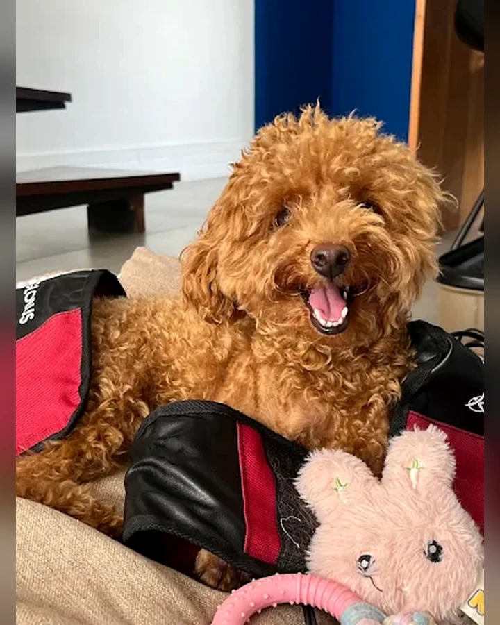 Cão em repouso durante acompanhamento