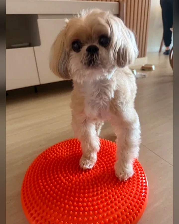 Cão em exercício sobre disco de equilíbrio