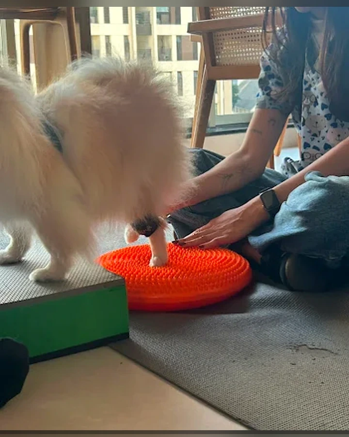 Cão em exercício terapêutico assistido