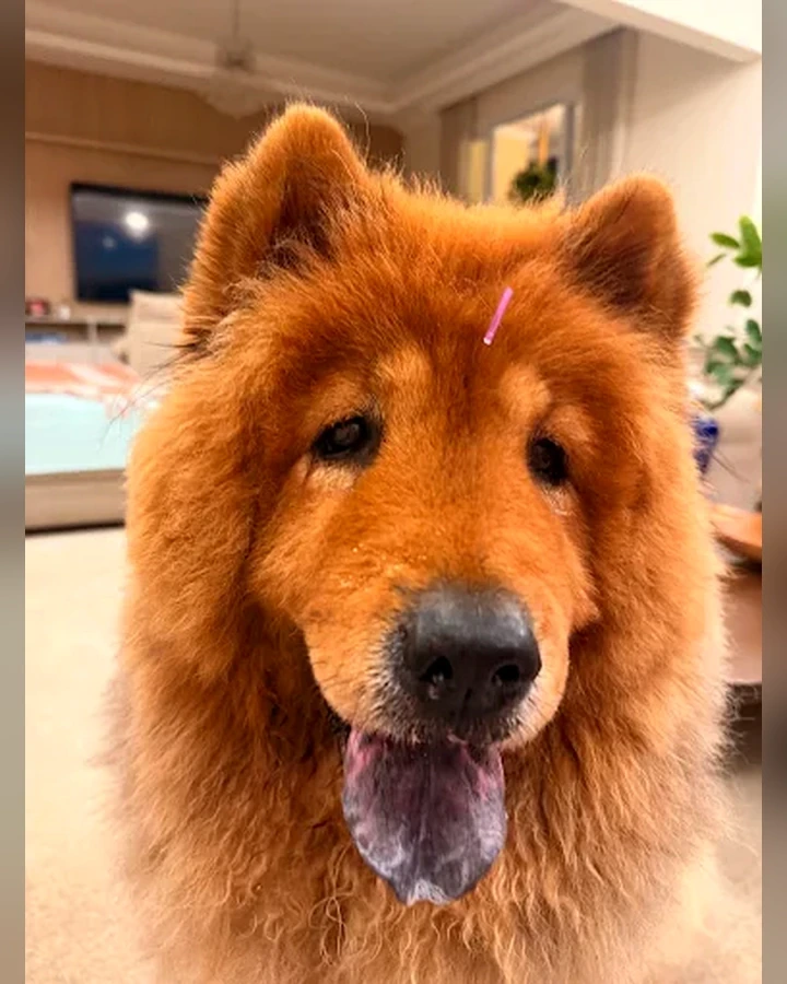 Cão de grande porte em acompanhamento