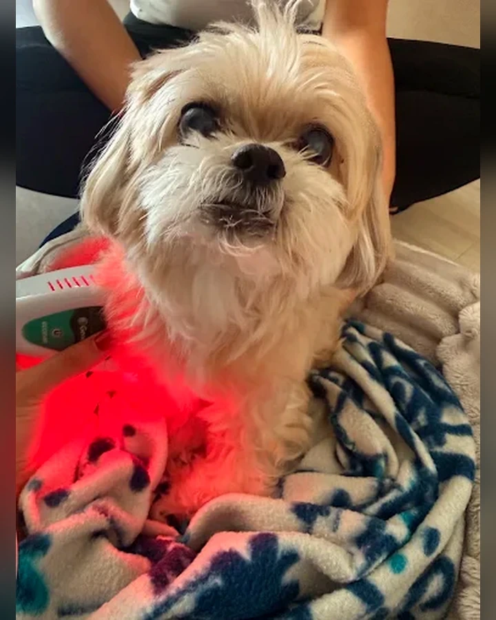 Cão durante fotobiomodulação
