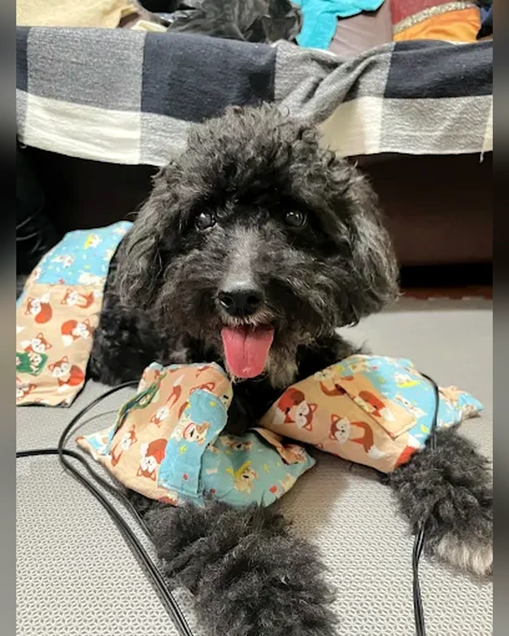 Cão após sessão de fisioterapia