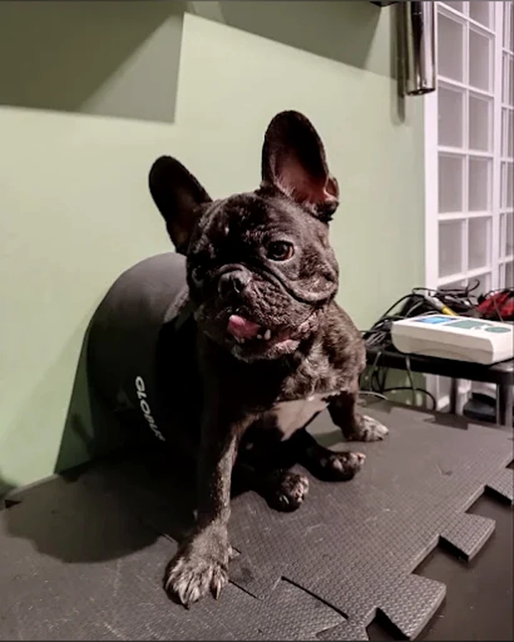 Cão em acompanhamento de mobilidade
