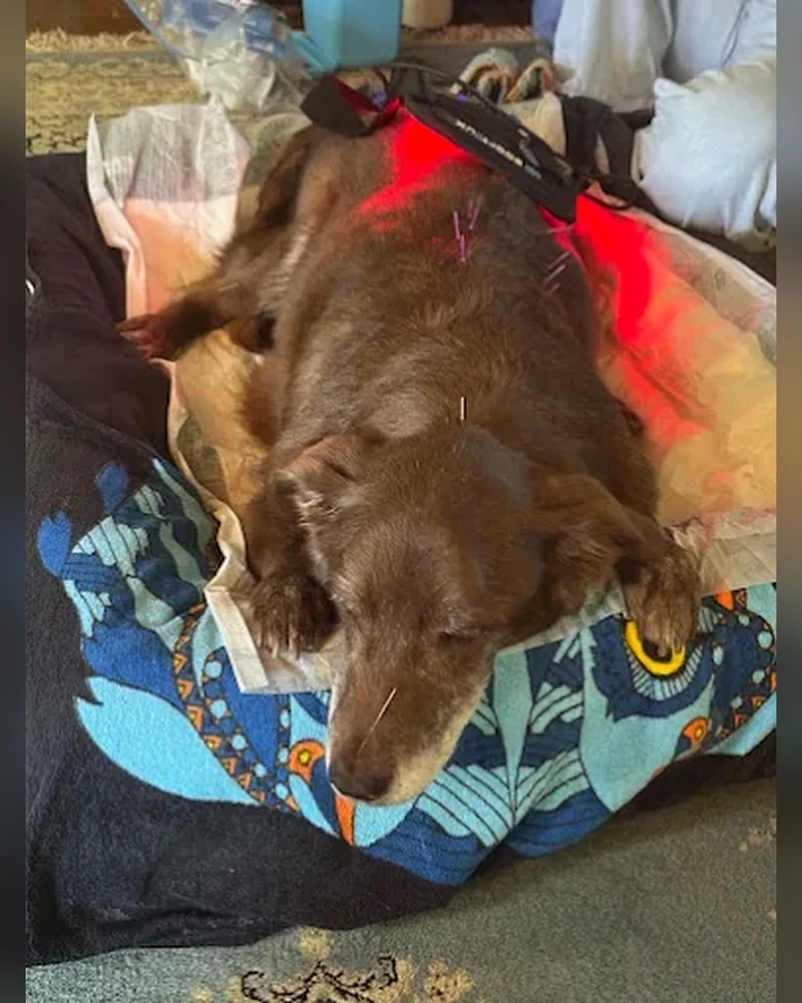 Cão durante fotobiomodulação