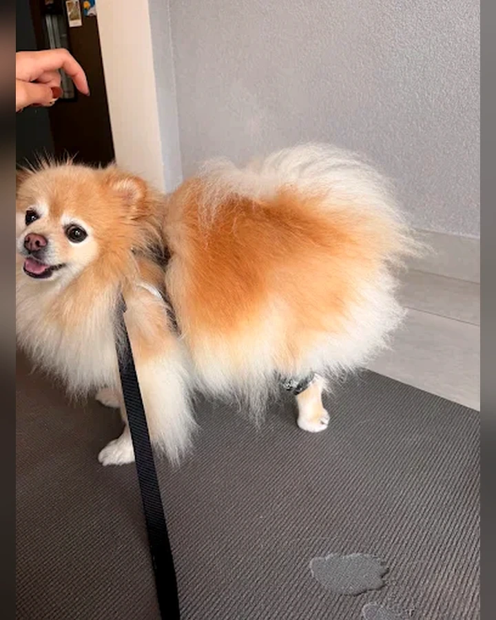 Cão em avaliação de movimento