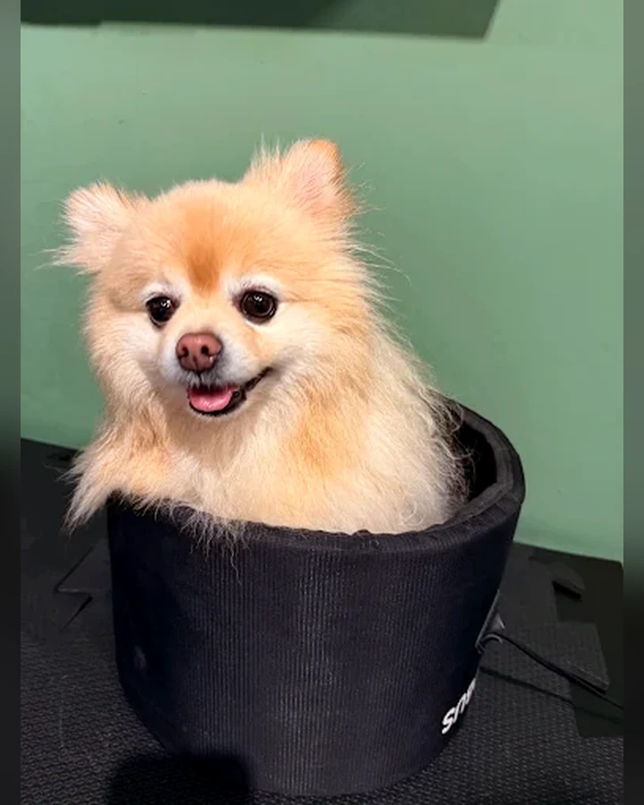 Cão em apoio terapêutico