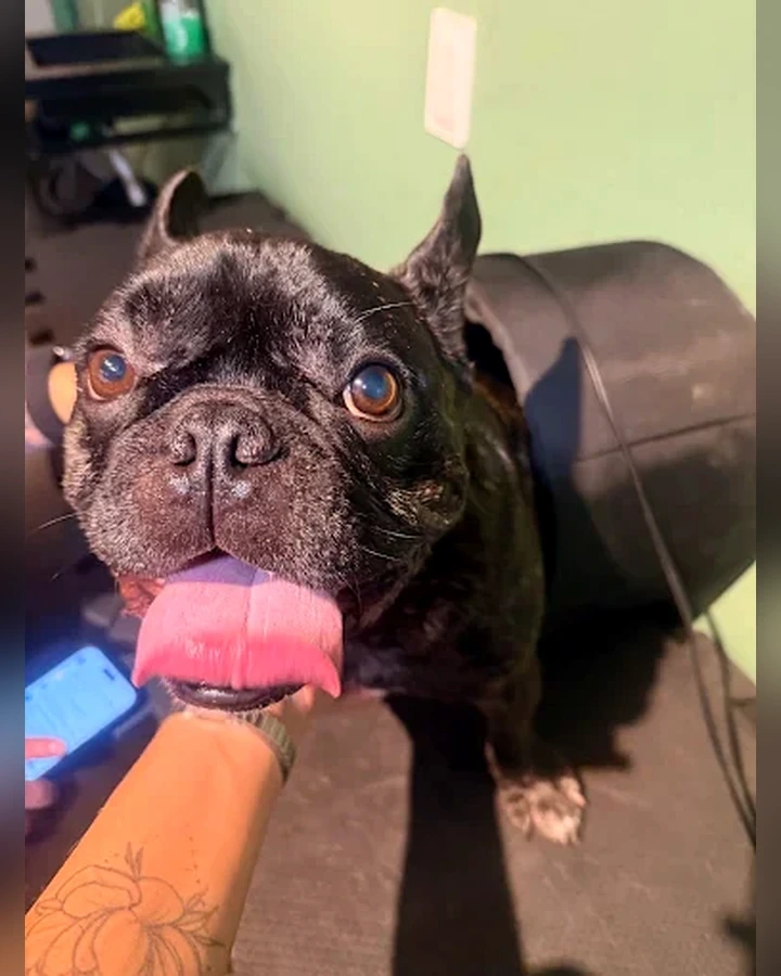Cão durante acompanhamento veterinário